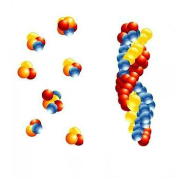 Kennen Sie die Beziehungen zwischen Proteinen, Peptiden und Aminosäuren?