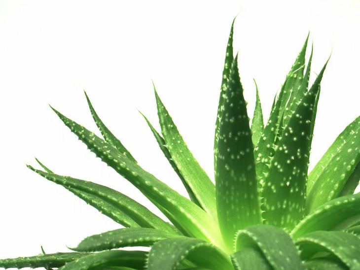 Die Anwendung von Aloe-Extrakt in Kosmetika