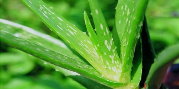 Funktionen von Aloe-Extrakt