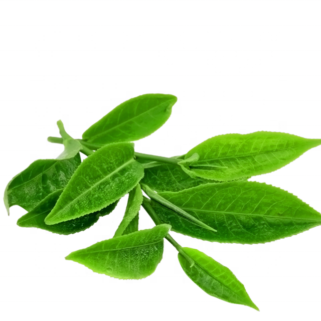 Grüner Tee Extrakt