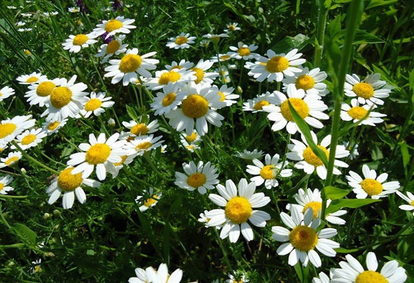 Effekte und Anwendung des Pyrethrum-Extrakts